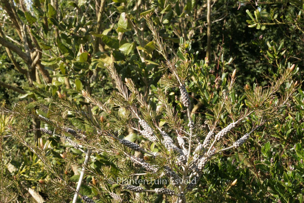 Callistemon sieberi 'Widdicombe Gem'