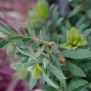 Callistemon vimininalis 'LJ1' (BETTER JOHN)