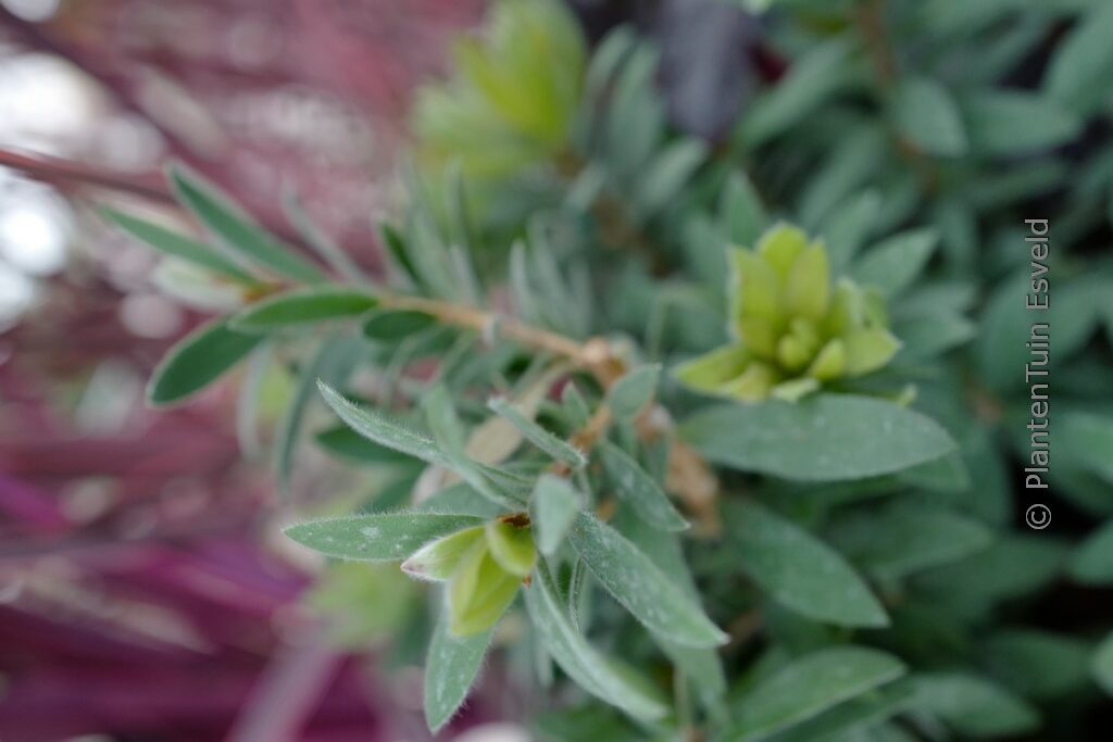 Callistemon vimininalis 'LJ1' (BETTER JOHN)