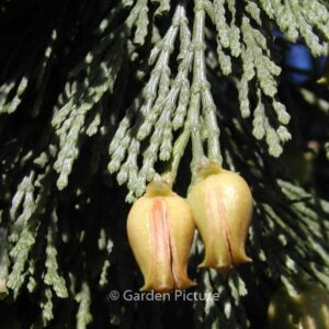 Calocedrus decurrens