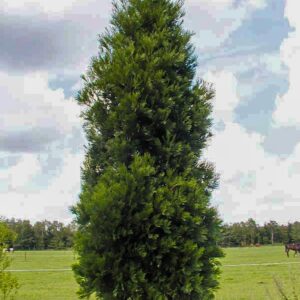 Calocedrus decurrens 'Pillar'
