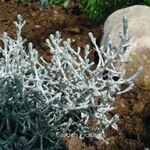 Calocephalus brownii