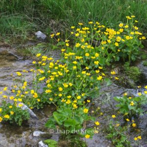 Caltha palustris