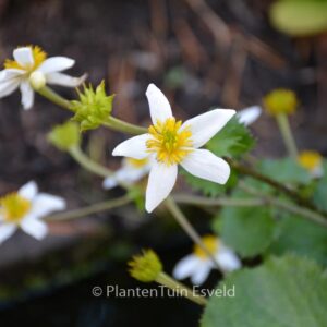 Caltha palustris var. alba