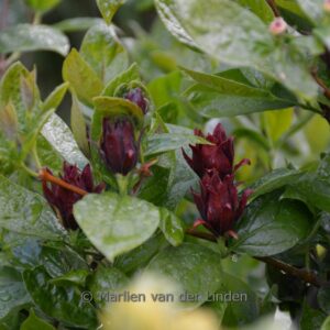 Calycanthus floridus