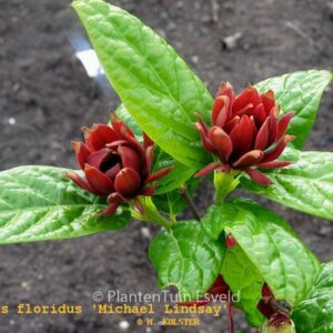 Calycanthus floridus 'Michael Lindsay'