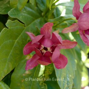 Calycanthus raulstonii 'Aphrodite'
