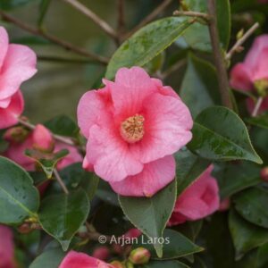 Camellia 'Cornish Spring'