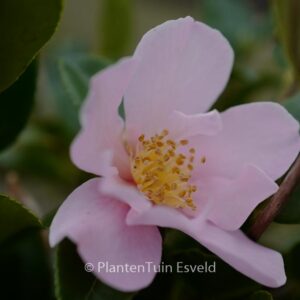 Camellia 'Londontowne Blush'
