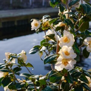 Camellia 'Madame Lourmand'
