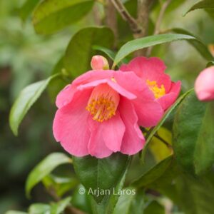 Camellia 'Vi-no-sato'