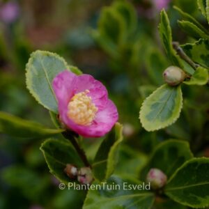 Camellia 'Winter's Sunset'