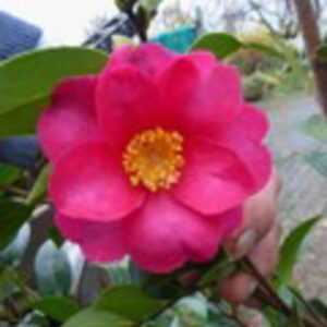 Camellia hiemalis 'Kanjiro'