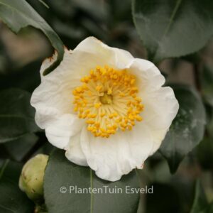 Camellia japonica 'Alba Simplex'