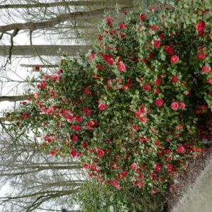 Camellia japonica 'Alexander Hunter'