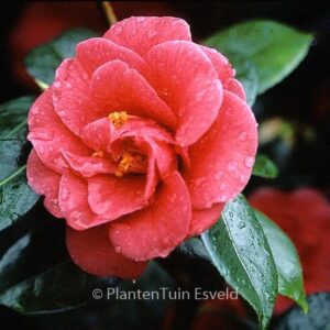 Camellia japonica 'Apollo'