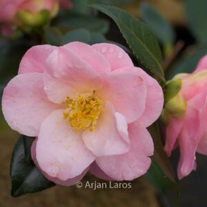 Camellia japonica 'Berenice Boddy'