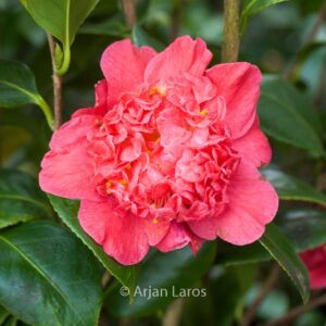 Camellia japonica 'Cardinal's Cap'