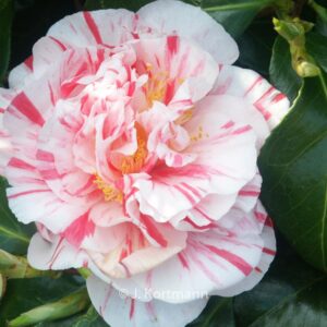 Camellia japonica 'Chameleon'