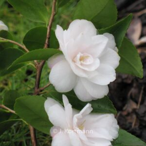 Camellia japonica 'Cinnamon Cindy'
