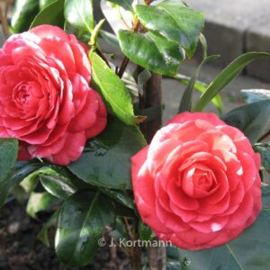 Camellia japonica 'Coquettii'