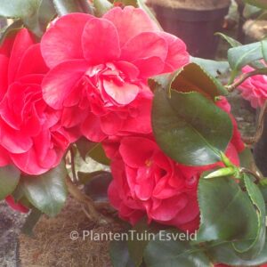 Camellia japonica 'Curly Lady'
