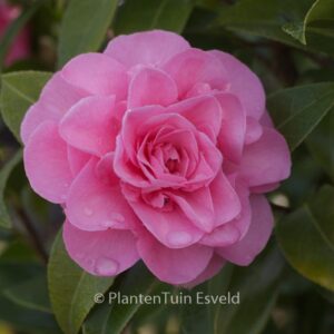 Camellia japonica 'Debbie'