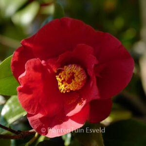 Camellia japonica 'Dr. Burnside'