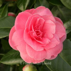 Camellia japonica 'Jerry Hill'