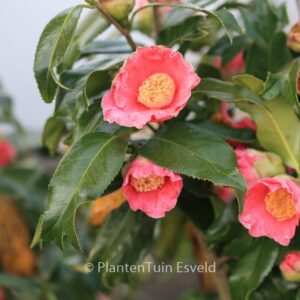 Camellia japonica 'Kingyo-tsubaki'