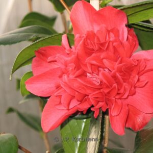 Camellia japonica 'Mark Alan'