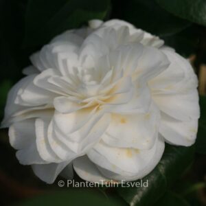 Camellia japonica 'Nuccio's Gem'