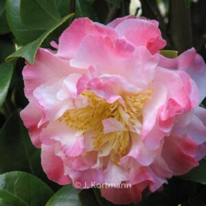 Camellia japonica 'Nuccio's Jewel'