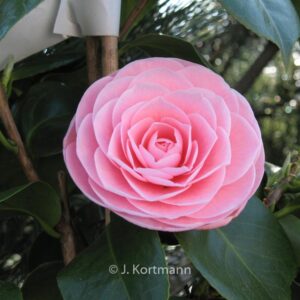 Camellia japonica 'Pearl Maxwell'