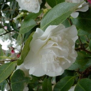 Camellia japonica 'Powder Puff'