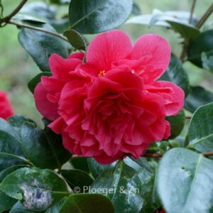 Camellia japonica 'Souvenir de Hubert Thoby'