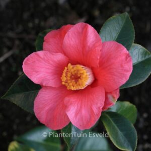 Camellia japonica 'Spring's Promise'