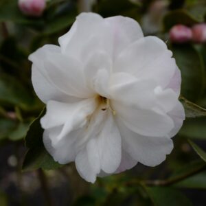 Camellia lutchuensis