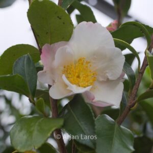 Camellia oleifera