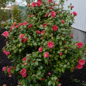 Camellia reticulata 'Mary Williams'