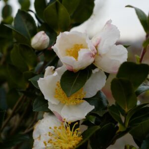 Camellia sasanqua 'Daydream'