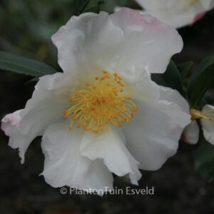 Camellia sasanqua 'Hinode-gumo'