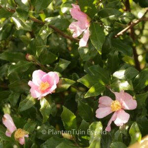Camellia sasanqua 'New Dawn'