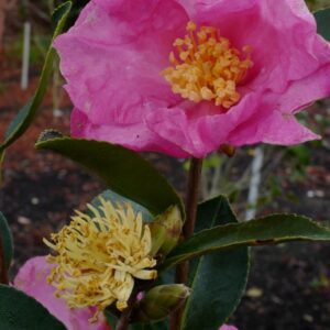 Camellia sasanqua 'Nodami-ushiro'