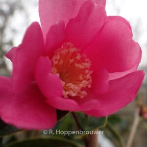 Camellia sasanqua 'Paradise Glow'