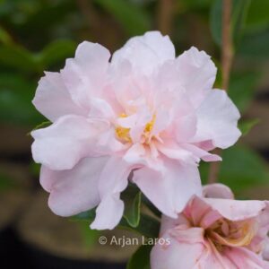 Camellia sasanqua 'Paradise Petite'
