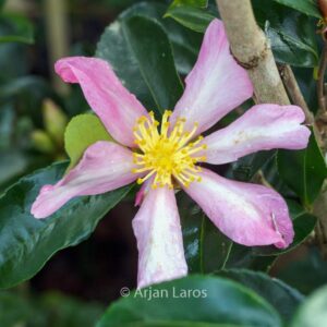 Camellia sasanqua 'Totenko'