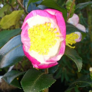 Camellia sasanqua 'Versicolor'