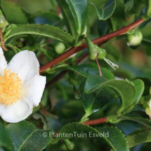 Camellia sinensis