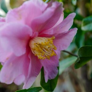 Camellia vernalis 'Egao-kurenai'